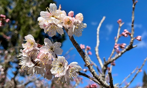 阿里山花季 阿里山花季