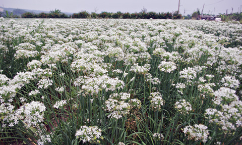 大溪韭菜花季 大溪韭菜花季