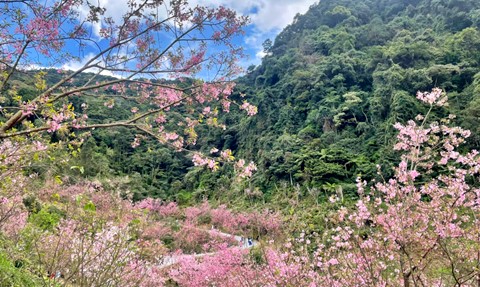 新北市櫻花季 新北市櫻花季