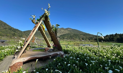 陽明山花季 陽明山花季