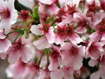 賞花