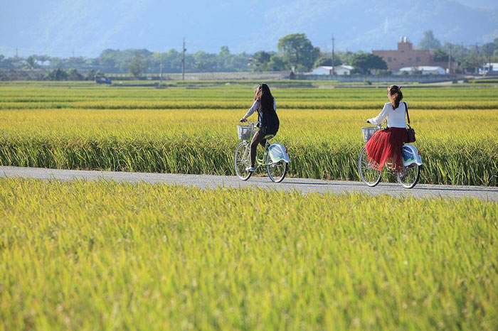 池上米、關山米